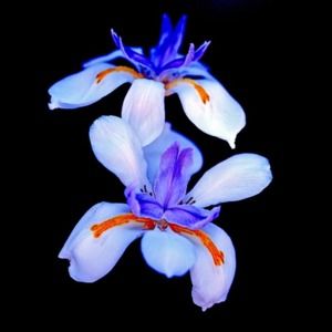 Meet your Posher, Mariela